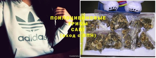 прущие грибы Саяногорск